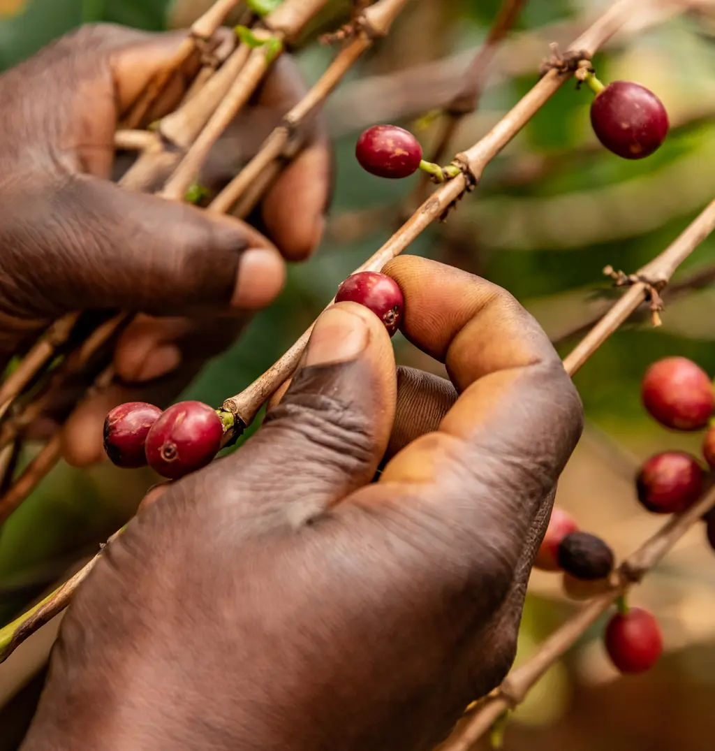Experience Coffee from Cherry to Cup Experience Coffee from Cherry to Cup